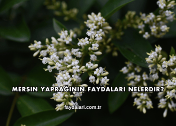 Mersin Yaprağının Faydaları Nelerdir?