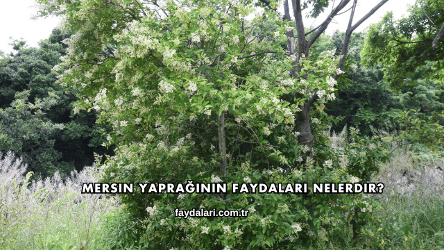 Mersin Yaprağının Faydaları Nelerdir?