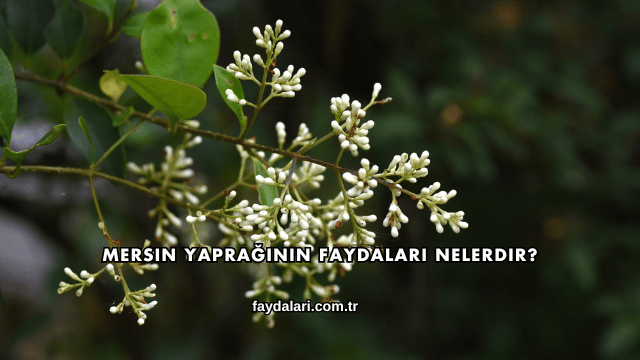 Mersin Yaprağının Faydaları Nelerdir?