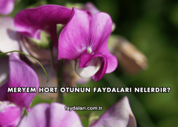 Meryem Hort Otunun Faydaları Nelerdir?