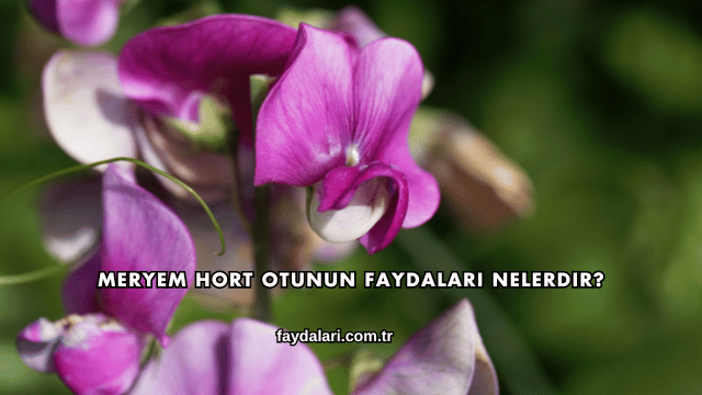 Meryem Hort Otunun Faydaları Nelerdir?