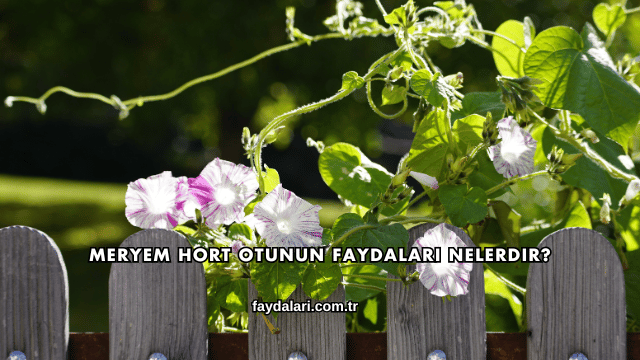 Meryem Hort Otunun Faydaları Nelerdir?