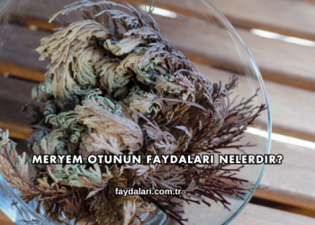 Meryem Otunun Faydaları Nelerdir?