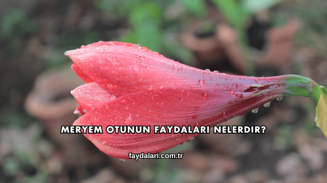 Meryem Otunun Faydaları Nelerdir?