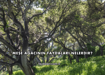 Meşe Ağacının Faydaları Nelerdir?
