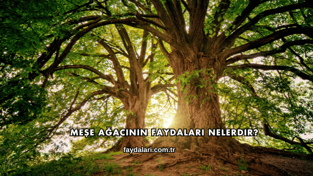 Meşe Ağacının Faydaları Nelerdir?