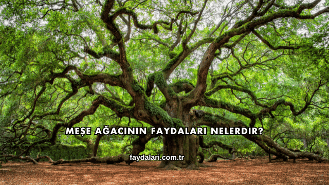 Meşe Ağacının Faydaları Nelerdir?Meşe Ağacının Faydaları Nelerdir?