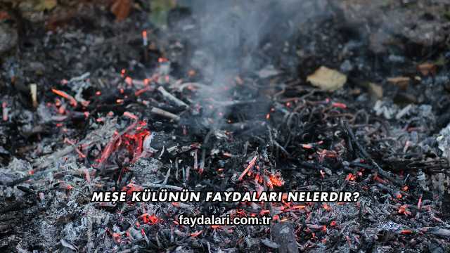Meşe Külünün Faydaları Nelerdir?