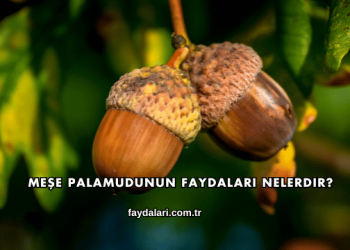 Meşe Palamudunun Faydaları Nelerdir?