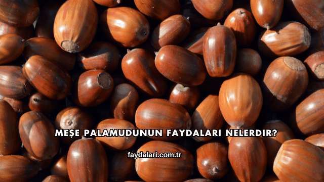 Meşe Palamudunun Faydaları Nelerdir?
