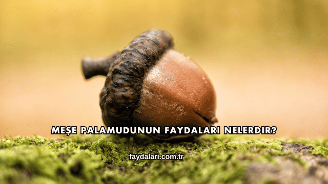 Meşe Palamudunun Faydaları Nelerdir?