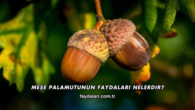 Meşe Palamutunun Faydaları Nelerdir?