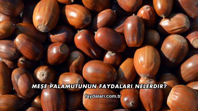 Meşe Palamutunun Faydaları Nelerdir?