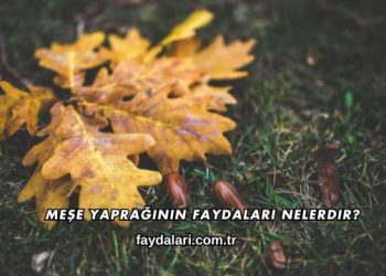 Meşe Yaprağının Faydaları Nelerdir?