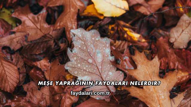 Meşe Yaprağının Faydaları Nelerdir?