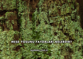 Meşe Yosunu Faydaları Nelerdir?