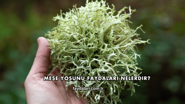 Meşe Yosunu Faydaları Nelerdir?