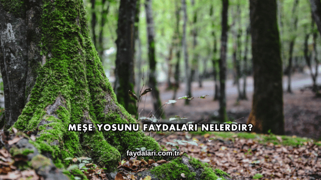 Meşe Yosunu Faydaları Nelerdir?