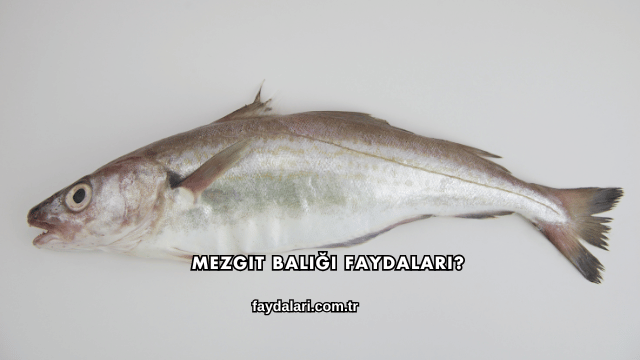 Mezgit Balığı Faydaları?