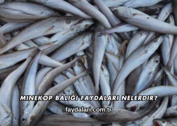 Minekop Balığı Faydaları Nelerdir?