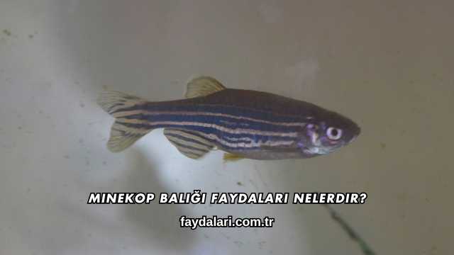 Minekop Balığı Faydaları Nelerdir?