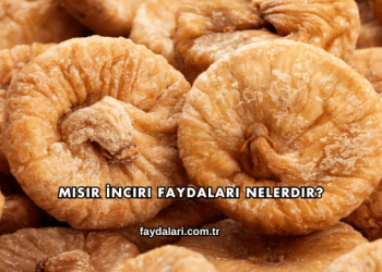 Mısır İnciri Faydaları Nelerdir?
