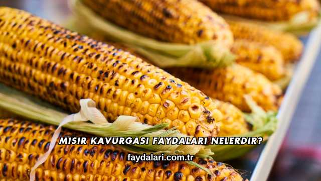 Mısır Kavurgası Faydaları Nelerdir?