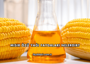 Mısır Özü Yağı Faydaları Nelerdir?