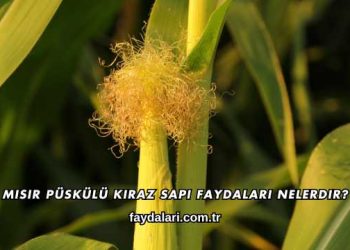 Mısır Püskülü Kiraz Sapı Faydaları Nelerdir?