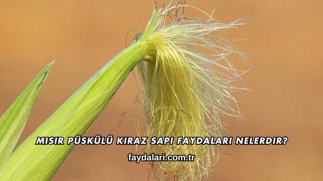 Mısır Püskülü Kiraz Sapı Faydaları Nelerdir?