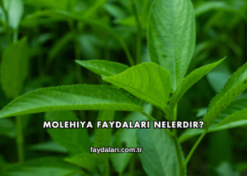 Molehiya Faydaları Nelerdir?
