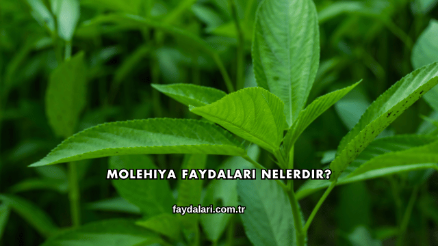 Molehiya Faydaları Nelerdir?