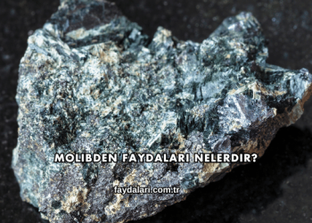 Molibden Faydaları Nelerdir?