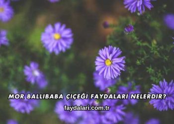 Mor Ballıbaba Çiçeği Faydaları Nelerdir?