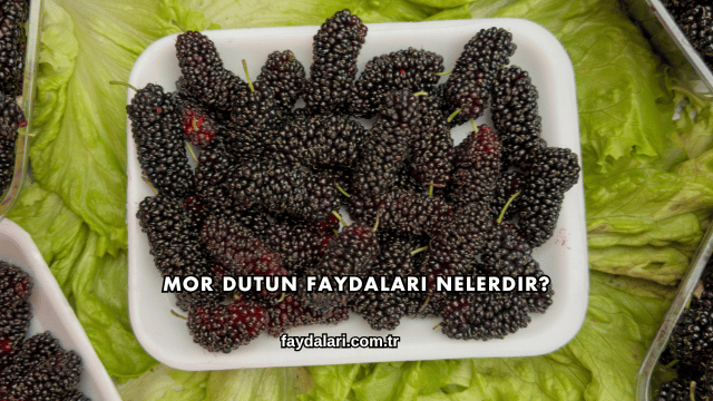 Mor Dutun Faydaları Nelerdir?