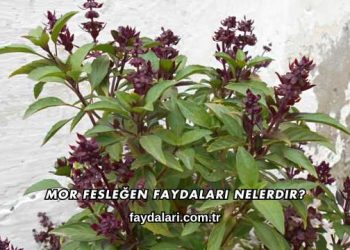 Mor Fesleğen Faydaları Nelerdir?