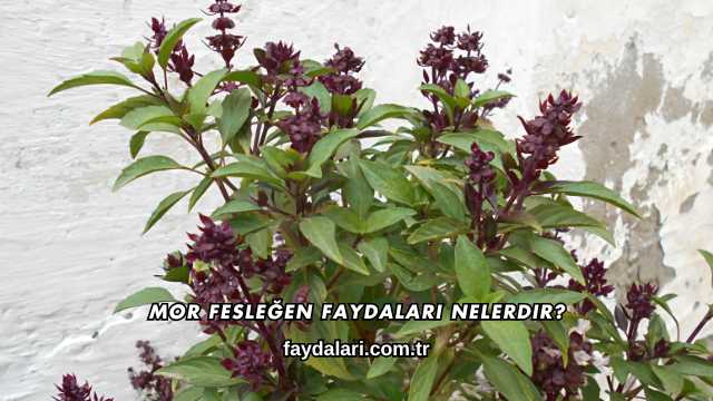 Mor Fesleğen Faydaları Nelerdir?