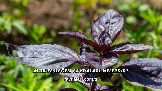 Mor Fesleğen Faydaları Nelerdir?