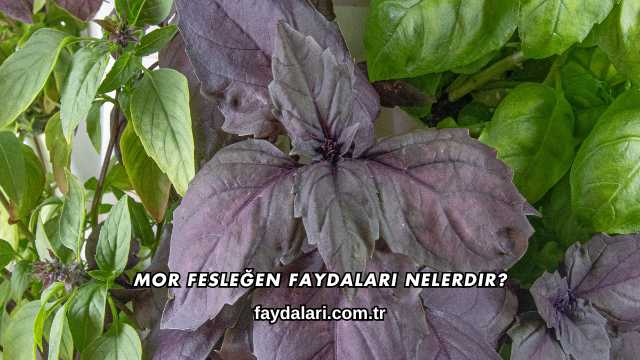 Mor Fesleğen Faydaları Nelerdir?