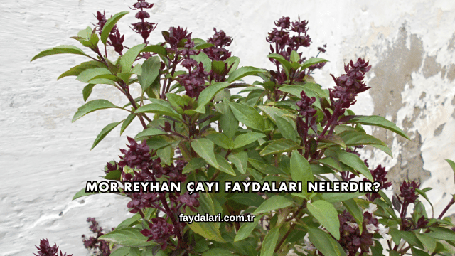 Mor Reyhan Çayı Faydaları Nelerdir?