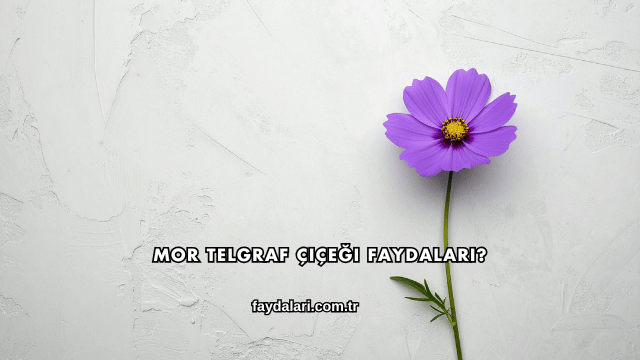 Mor Telgraf Çiçeği Faydaları?
