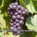 Mor Üzüm Faydaları Nelerdir?