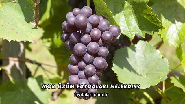 Mor Üzüm Faydaları Nelerdir?