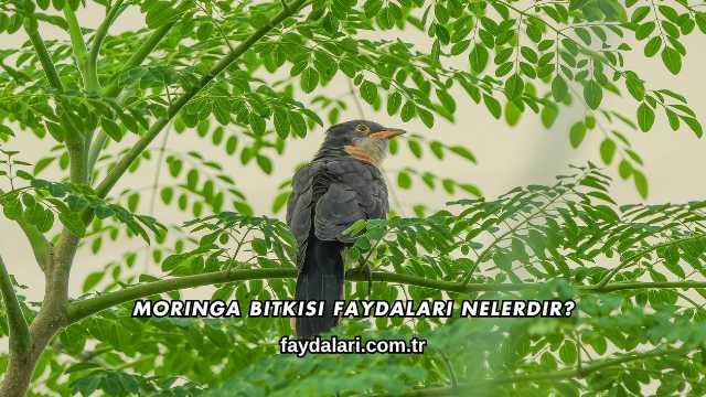 Moringa Bitkisi Faydaları Nelerdir?