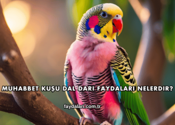 Muhabbet Kuşu Dal Darı Faydaları Nelerdir?