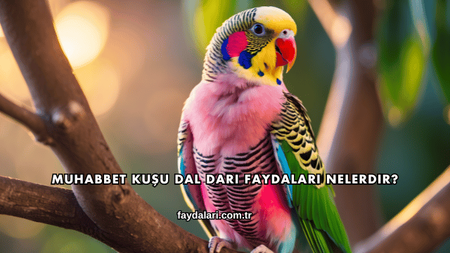 Muhabbet Kuşu Dal Darı Faydaları Nelerdir?