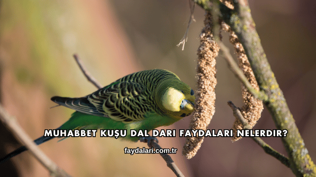 Muhabbet Kuşu Dal Darı Faydaları Nelerdir?