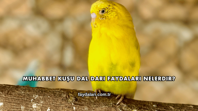 Muhabbet Kuşu Dal Darı Faydaları Nelerdir?
