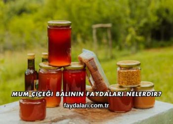 Mum Çiçeği Balının Faydaları Nelerdir?