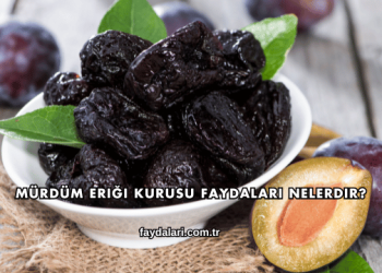 Mürdüm Eriği Kurusu Faydaları Nelerdir?